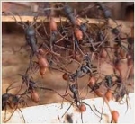 Cách Diệt Kiến Trong Nhà