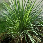 Cách diệt muỗi tự nhiên