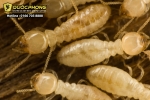 Cách phát hiện tổ mối trong nhà