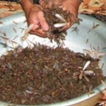 Cách Xây Tổ Của Mối