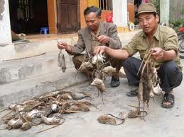 Công Ty Diệt Chuột