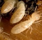 Diệt mối bằng phương pháp dân gian