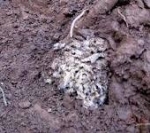 Diệt Mối Cho Đê Đập