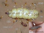 Diệt Mối Tái Sinh Sản