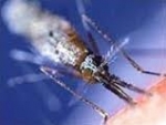 Diệt Muỗi Truyền Bệnh Sốt Rét