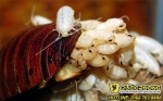 Gián Đức - Loài gián khó tiêu diệt nhất