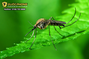 PHÒNG CHỐNG MUỖI VÀO MÙA MƯA