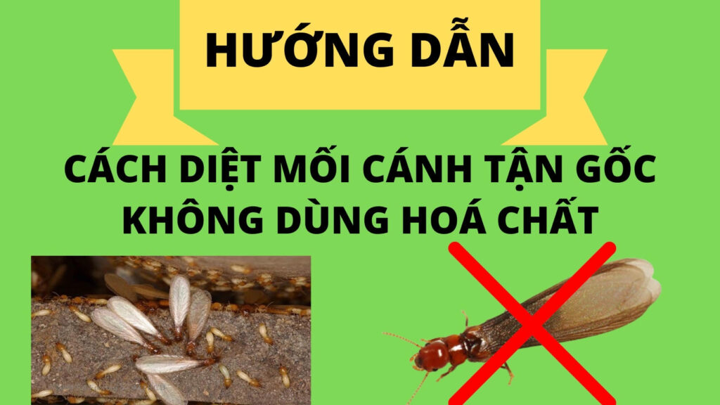 Hướng Dẫn Cách Diệt Mối Cánh Bay Vào Nhà Mà Không Dùng Hóa Chất